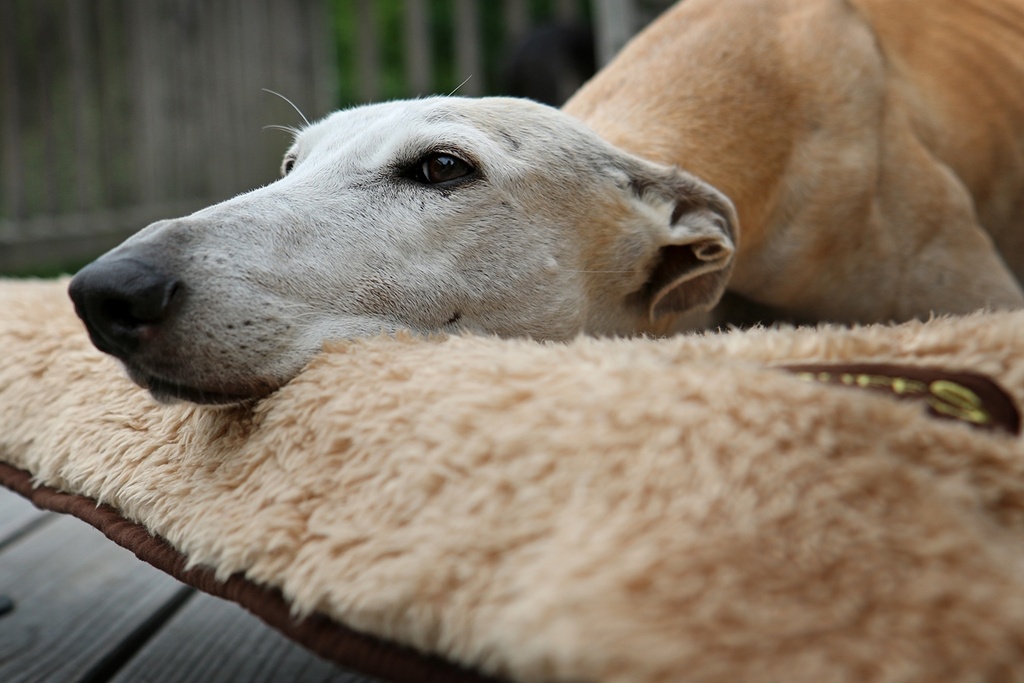 Scruffs Cosy Blanket