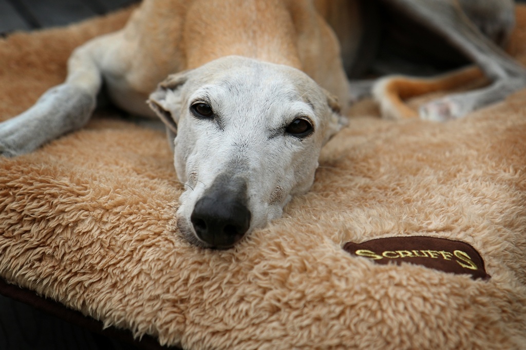 Scruffs Cosy Blanket