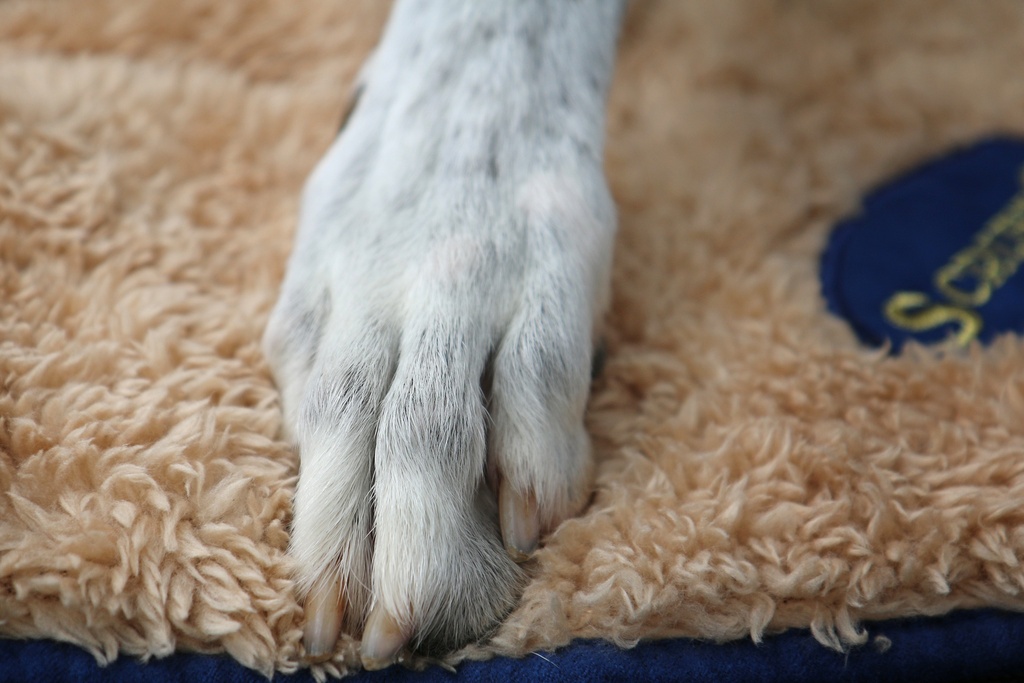 Scruffs Cosy Blanket