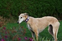 TKC Argyle Posey Lurcher