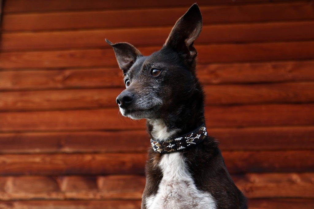 TKC Argyle Earth Standard