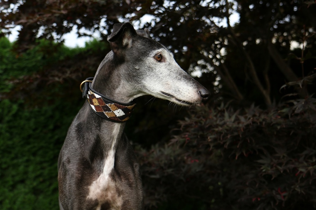 TKC Argyle Earth Lurcher