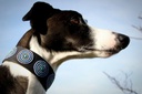 TKC Blue & Brown Circles Lurcher