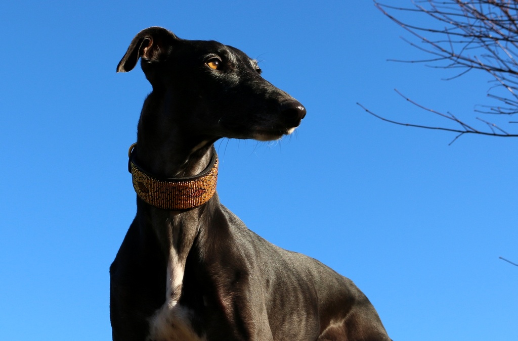 TKC Cheetah Lurcher