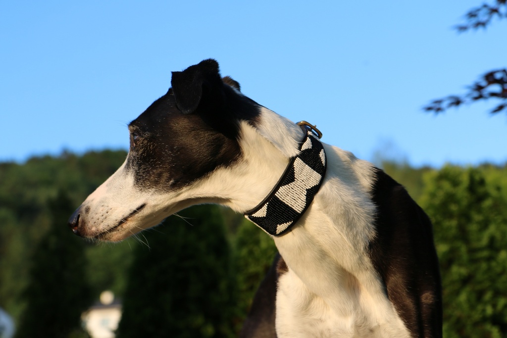 TKC Ebony & Ivory Lurcher