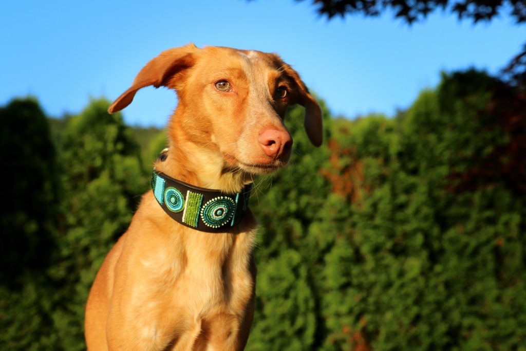 TKC Lagoon In The Round Lurcher