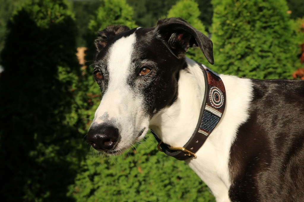 TKC Oryx Lurcher