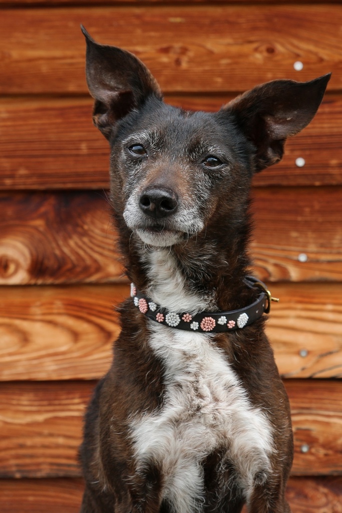 TKC Pink Dots Narrow