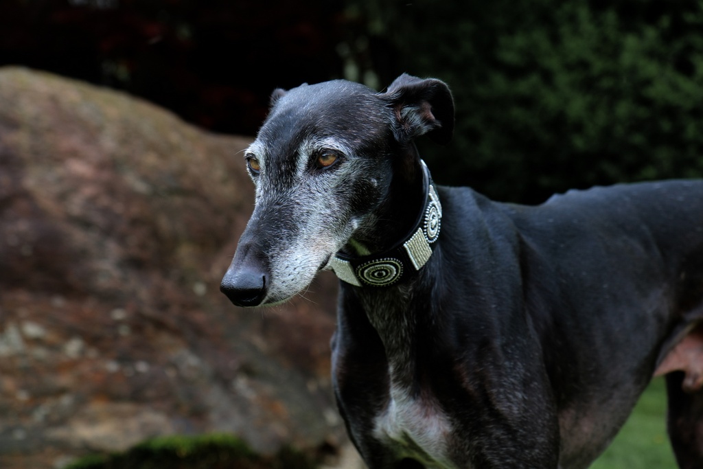 TKC Shades of Grey Lurcher