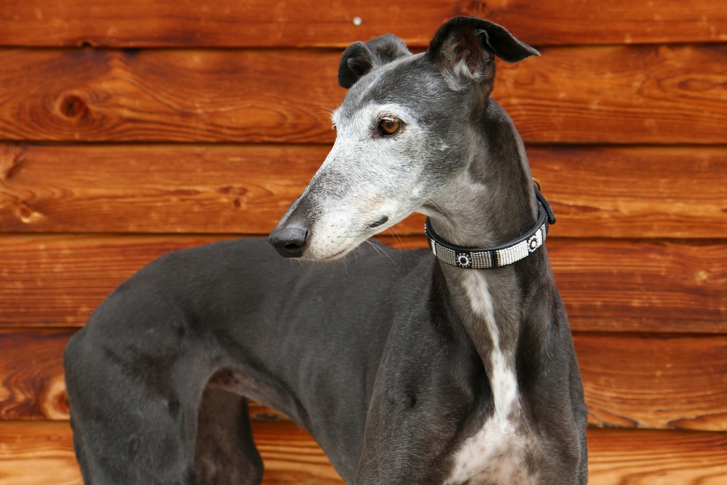 TKC Shades of Grey Standard