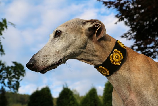 TKC Sunshine Lurcher
