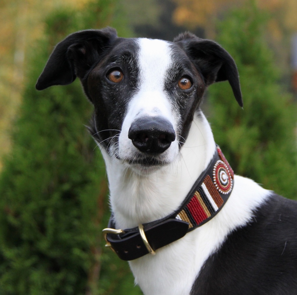 TKC Topi in the Round Lurcher