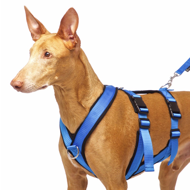 Sportgeschirr Y Double