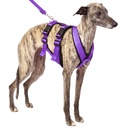 Sportgeschirr Y Double