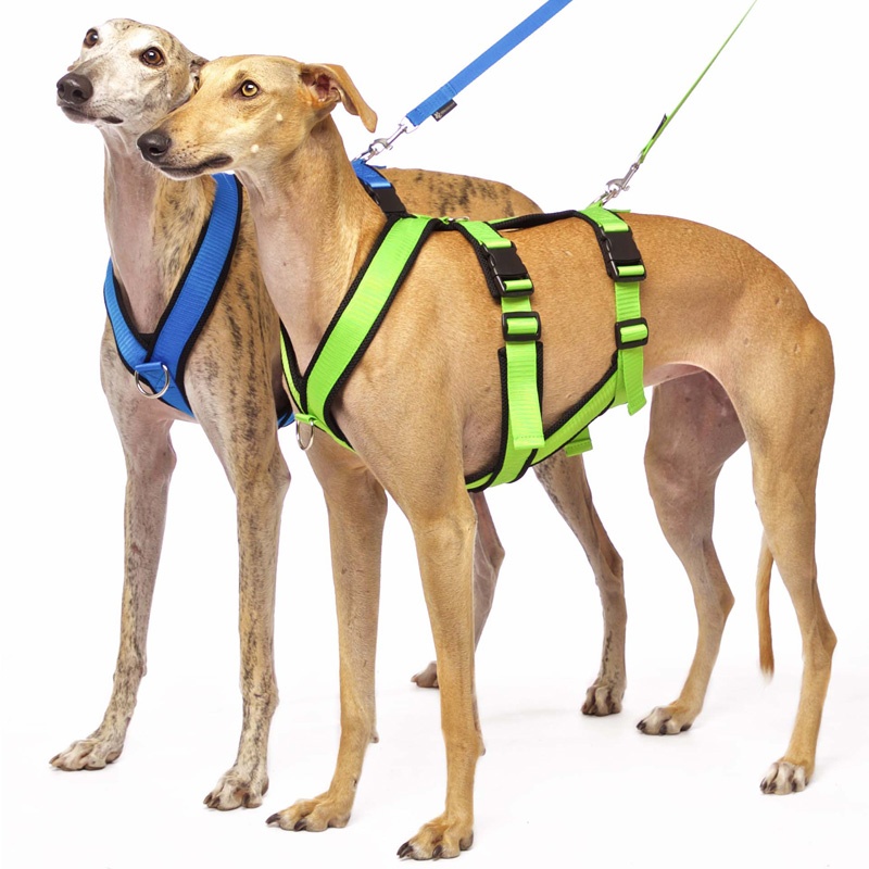 Sportgeschirr Y Double