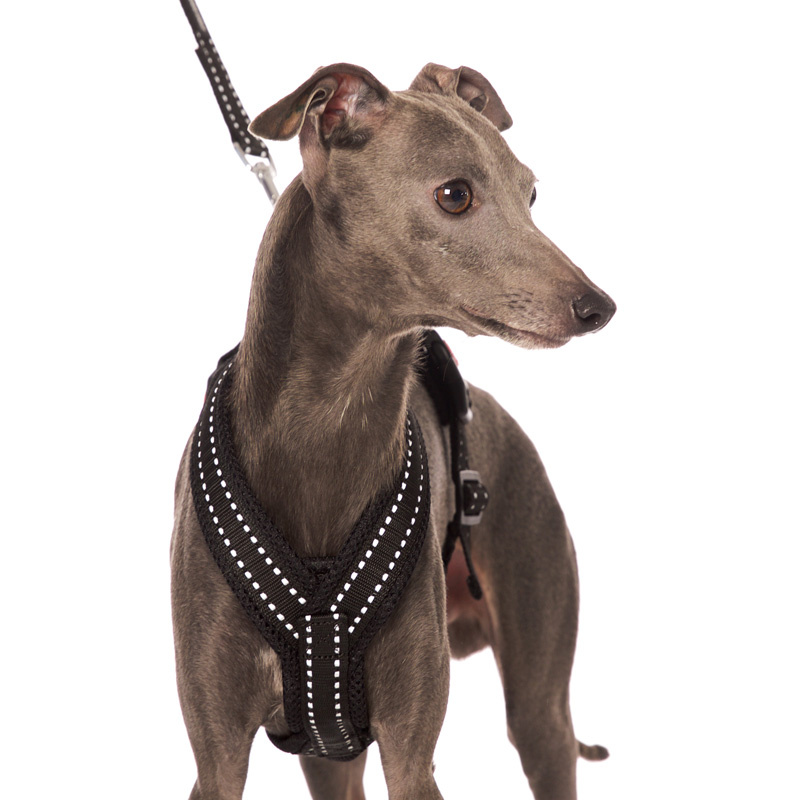 Sportgeschirr Y Small Reflex