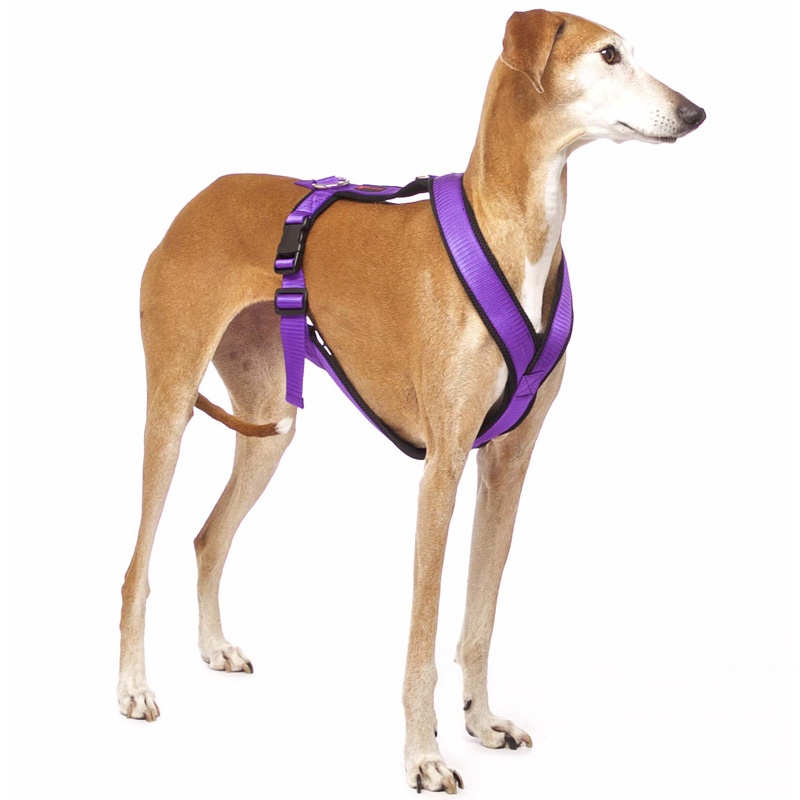 Sportgeschirr Y Vol. 2