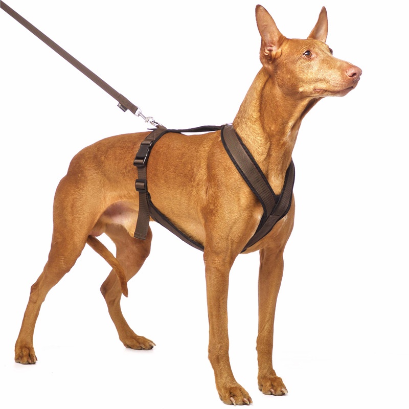 Sportgeschirr Y Vol. 2