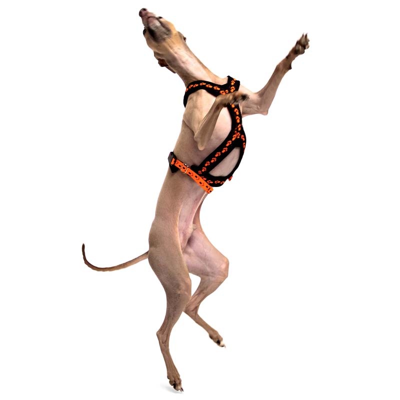 Sportgeschirr Y Small Pawprint