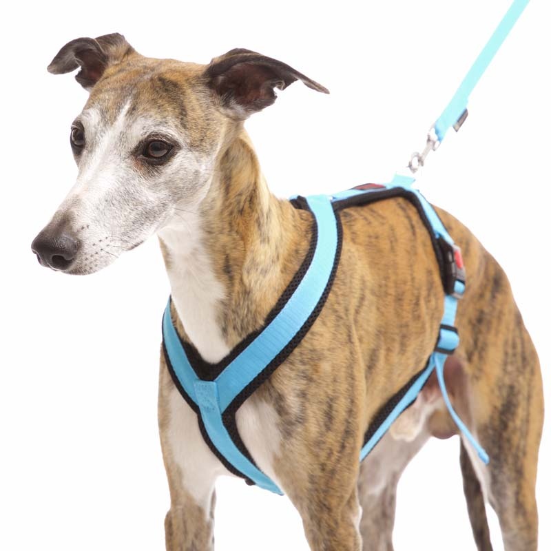 Sportgeschirr Y Small