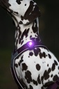Orbiloc_Dog_Dual[Purple; MSR_PRO; QMA; Harness; Short-fur; Large-dog; @arcticspots]_LR.jpg