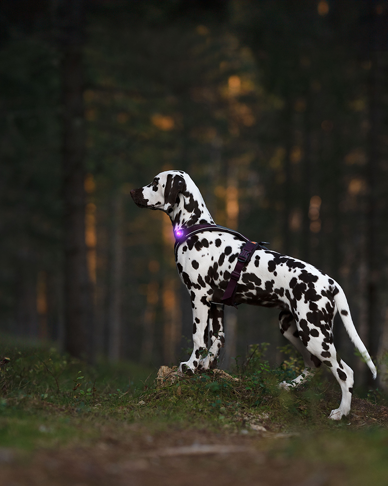 Orbiloc_Dog_Dual[Purple; MSR_PRO; QMA; Harness; Short-fur; Large-dog; @arcticspots]_LR 2.jpg