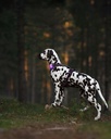 Orbiloc_Dog_Dual[Purple; MSR_PRO; QMA; Harness; Short-fur; Large-dog; @arcticspots]_LR 2.jpg
