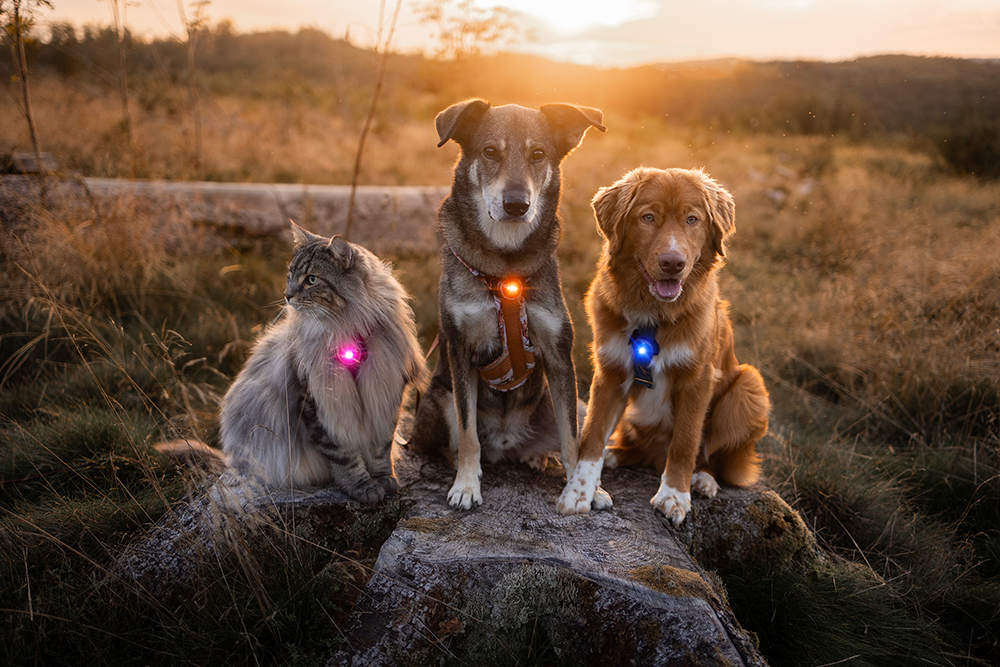 Orbiloc_Dog_Dual[Pink, Amber, Blue; MSR_PRO; QMA; Collar, harness; Long-fur; Large-dog, cat; @pfotenliebe_trifft_tatzenchaos]_LR.jpg