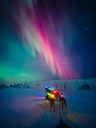 Orbiloc_Dog_Dual[Green, Red, Pink, Yellow. Blue, Purple, Turquoise; Winter; MSR_PRO; QMA; Collar; harness; Long-fur; Large-dog; @a.sleddog.life]_LR.jpg