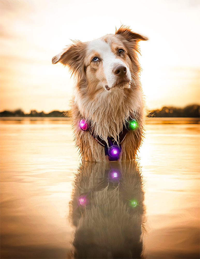 Orbiloc_Dog_Dual[Mixed; In-water; MSR_PRO; QMA; Harness; Long-fur; Large-dog; @sleepherds]_LR 2.jpg