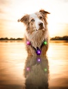 Orbiloc_Dog_Dual[Mixed; In-water; MSR_PRO; QMA; Harness; Long-fur; Large-dog; @sleepherds]_LR 2.jpg