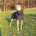 Orientalischer Windhund mit dickem, blauem Wintermantel in perfekter Passform