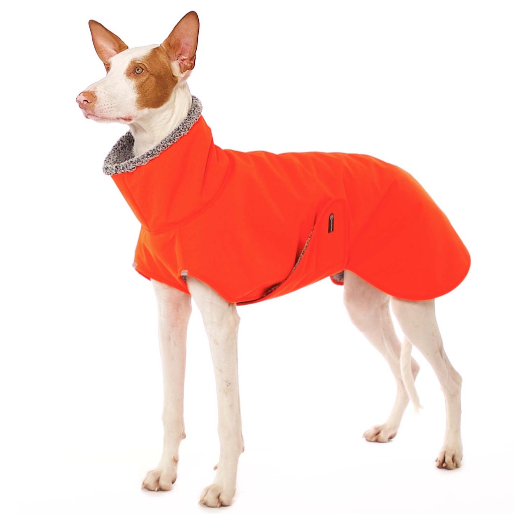 Hund im neonorangenen Mantel mit Bauchlatz, blauen Einsätzen und grauen Plüschrändern