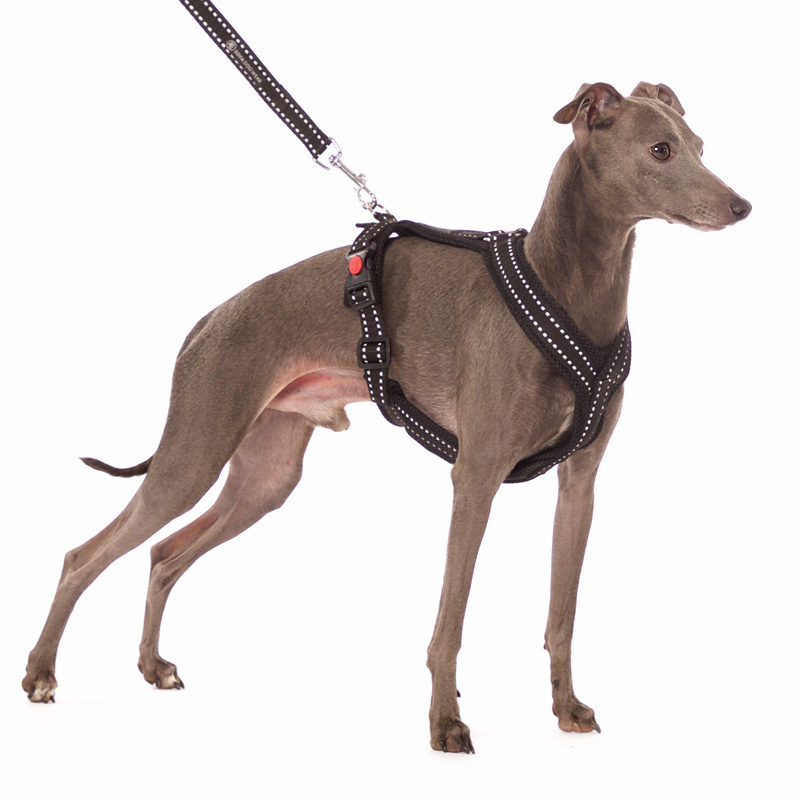 Sportgeschirr Y Small Reflex