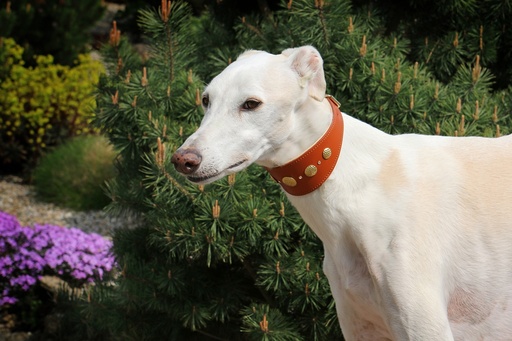 [WZA-RemS-c] Remus Cognac