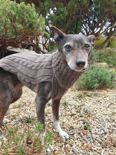 kay-line Hundepullover Smarty